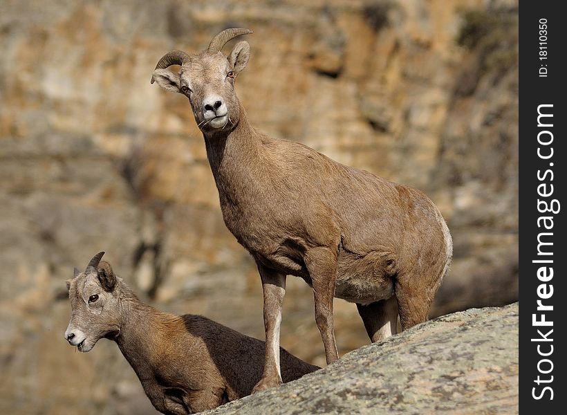 Young bighorn sheep with his herd