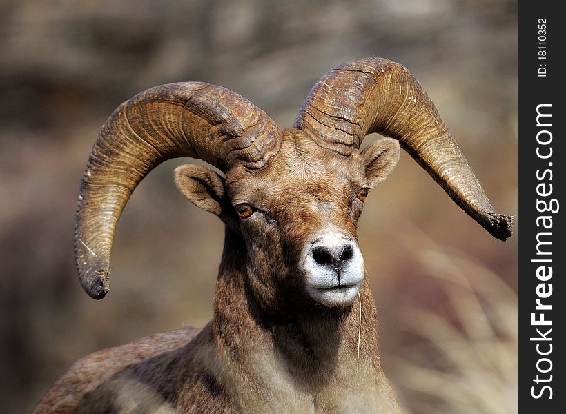 Bighorn Ram in the sunlight. Bighorn Ram in the sunlight