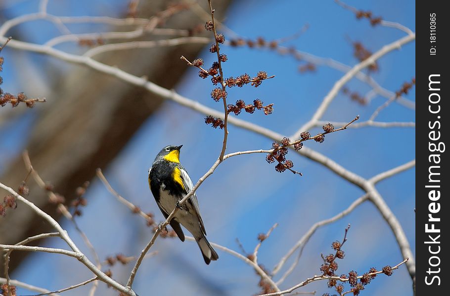 Male warbler perching in spring trees. Male warbler perching in spring trees