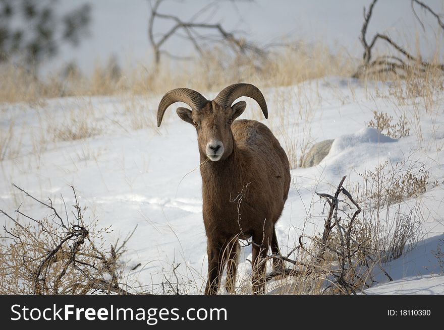 Young bighorn sheep on a wintery day