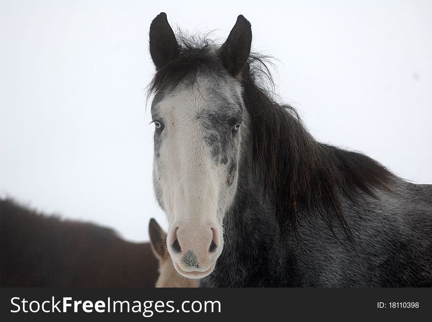 A blue eyed wild horse in the winter. A blue eyed wild horse in the winter