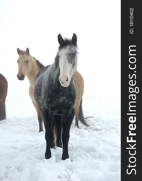 Wintery Horses