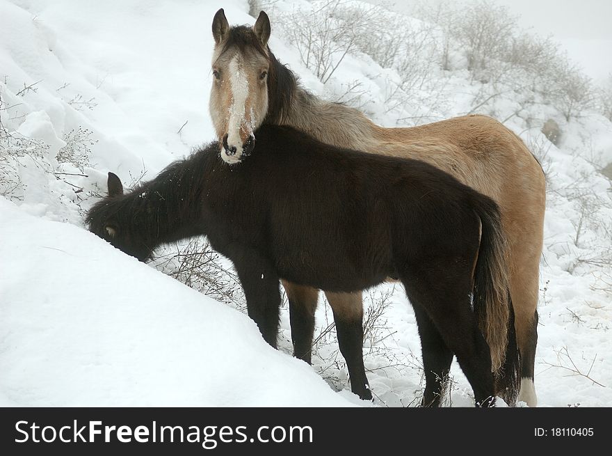 Wintery Horses