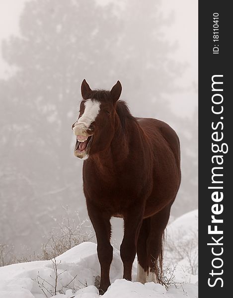 A wild horse in the winter laughing. A wild horse in the winter laughing