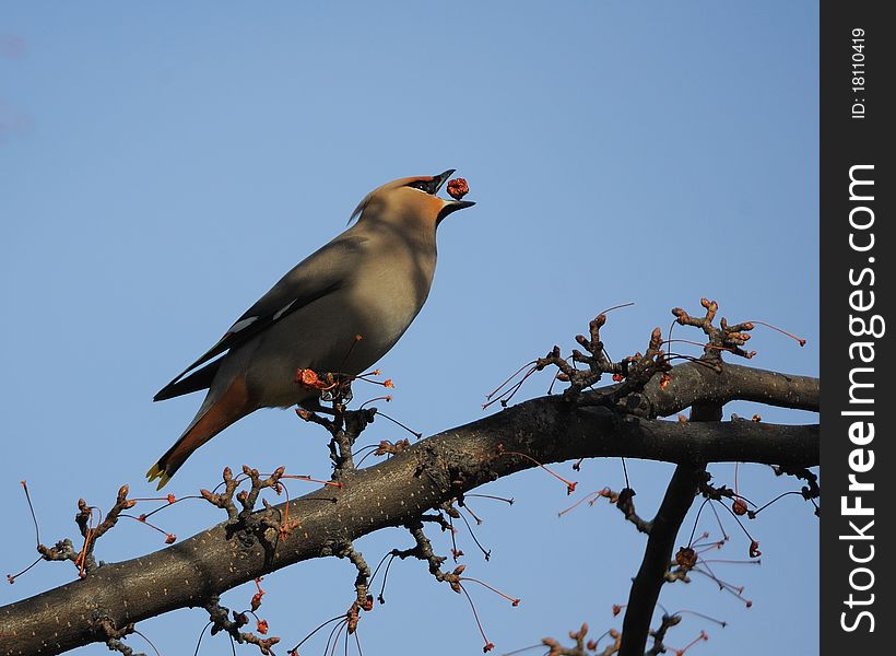 Waxwing And Berries