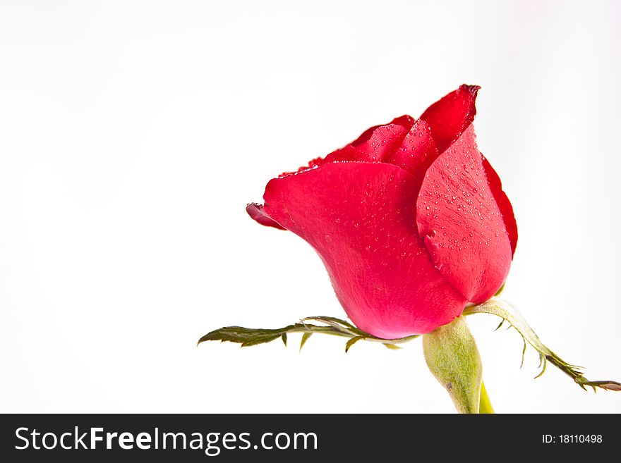 Red Rose Isolated On White Background