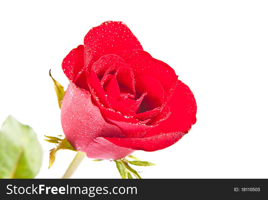 Red rose isolated on white background
And
Drop