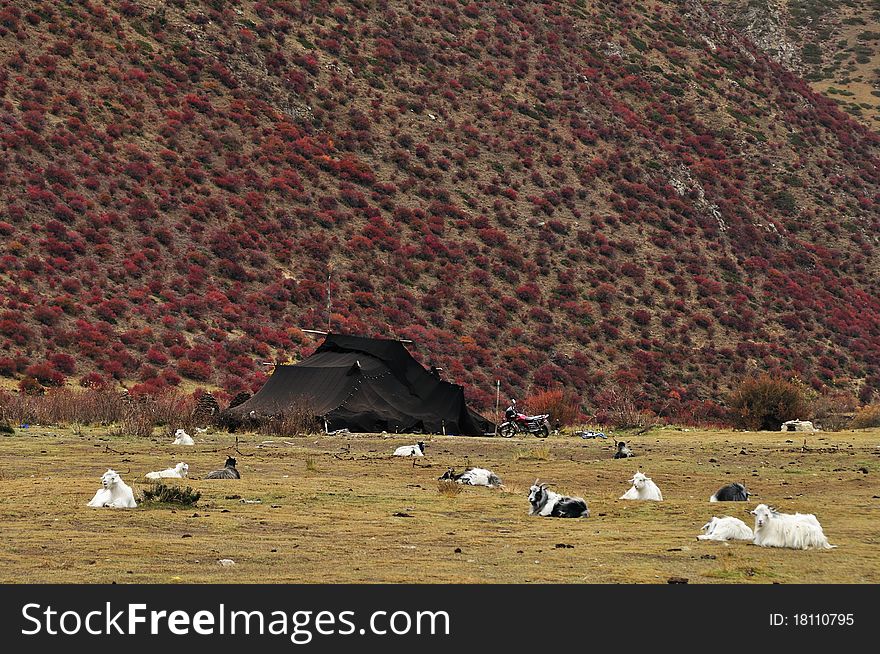 The beautiful scenery of highland pasture. The beautiful scenery of highland pasture