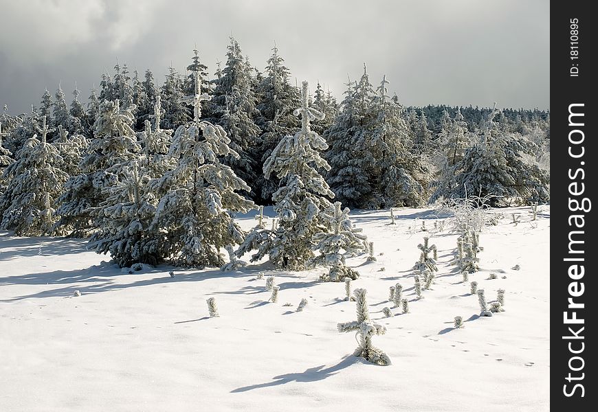 Wintry spruce forest with snow and sky. Wintry spruce forest with snow and sky.