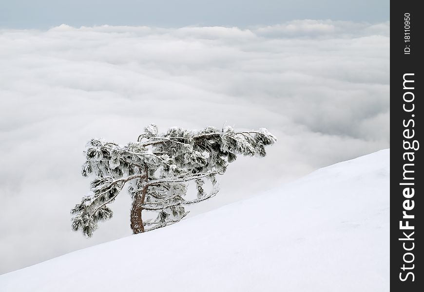 Alone fir on snowy slope. Alone fir on snowy slope.