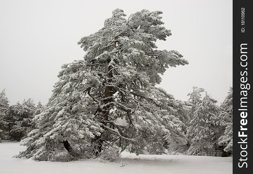 Snowy fir tree and grey sky. Snowy fir tree and grey sky.