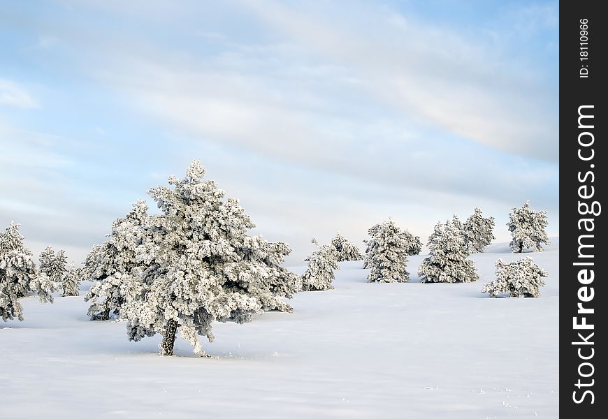 Snowbounds fir trees and blue sky. Snowbounds fir trees and blue sky.