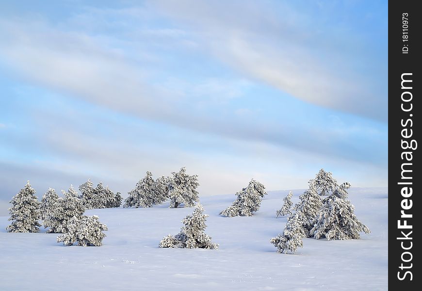 Snowbounds fir trees and blue sky. Snowbounds fir trees and blue sky.