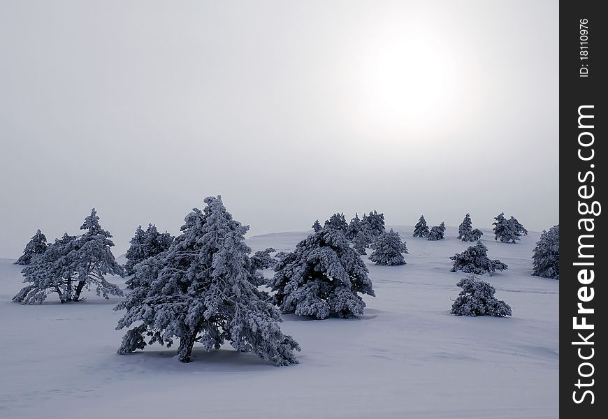 Snowbounds fir trees and sun. Snowbounds fir trees and sun.