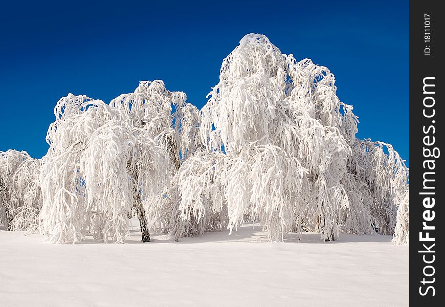 Snowy landscape with white birch trees. Snowy landscape with white birch trees.