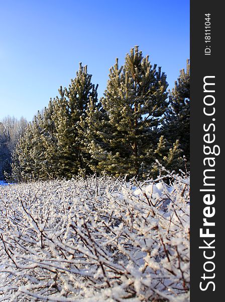 Snowy Trees And Clear Blue Sky