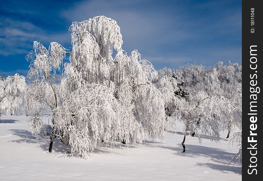 Snowy landscape with white trees. Snowy landscape with white trees.