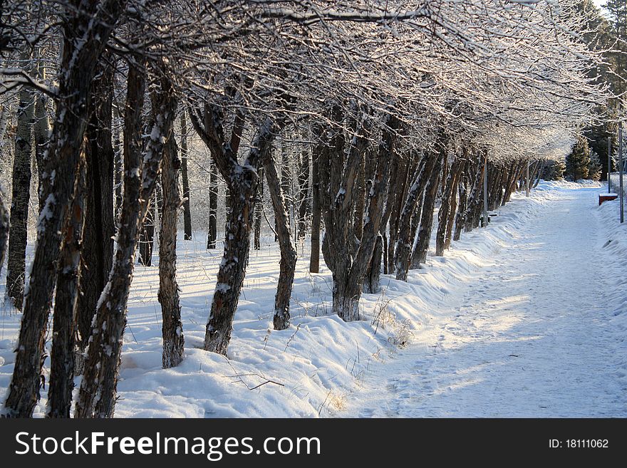 Trees in a Row in winter alley