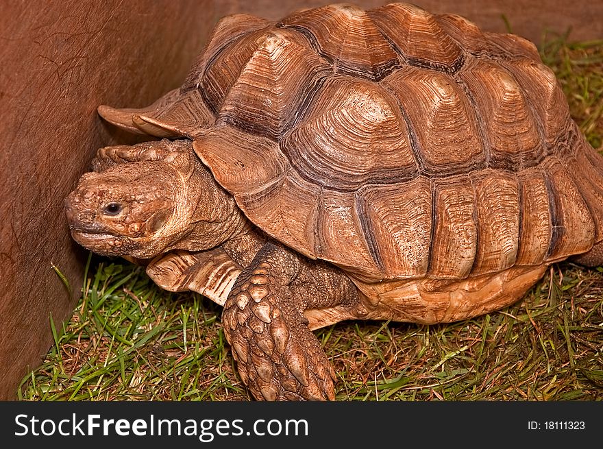 This stock image is a very large tortoise inside a box, sitting on grass. His reptile shell is big and deeply textured.