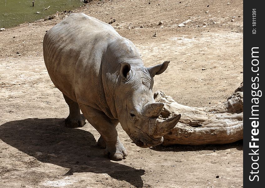 Large Rhino in a yard area