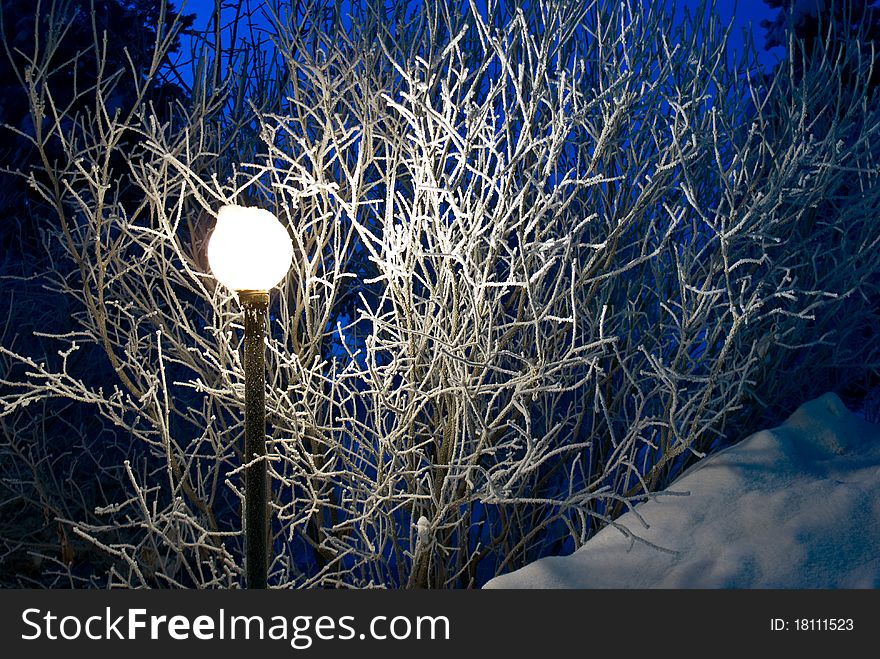 The street lantern shines the frozen bush in the winter. The street lantern shines the frozen bush in the winter