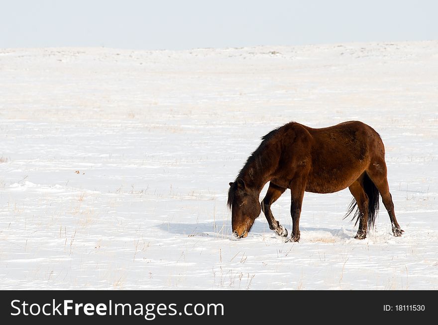The mare of a horse searches for a forage in snow. The mare of a horse searches for a forage in snow