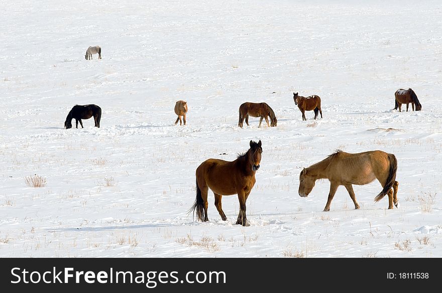 Horses in a cold winter pasture.