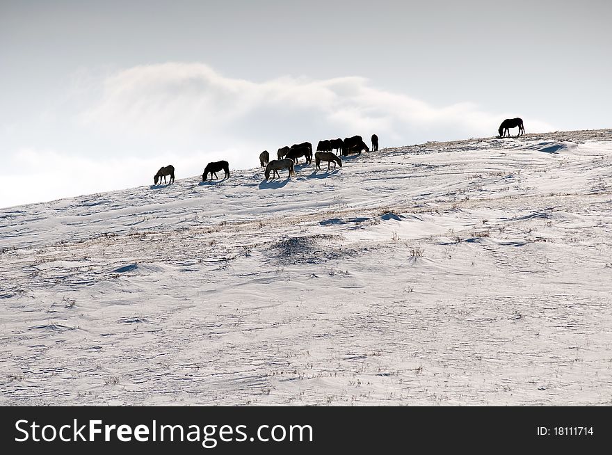 The mare of a horse searches for a forage in snow. The mare of a horse searches for a forage in snow