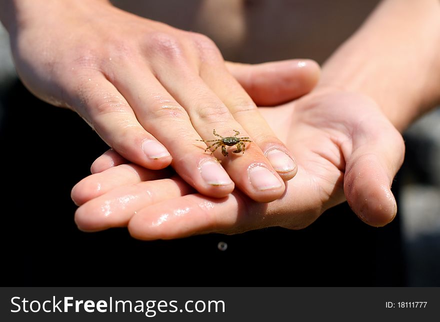 Shot of the little crab on the man's hands