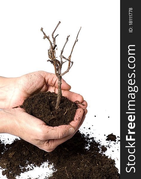 Soil and dry branch detail on white background. Soil and dry branch detail on white background