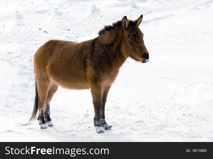 The wild burro standing on snow. The wild burro standing on snow