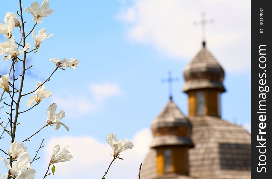 View of blossoming white tree against blue sky and blurry church