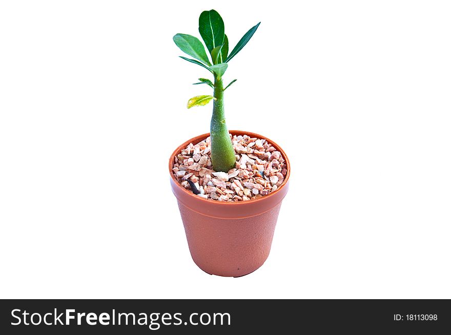 Young plant on the white backgrounds