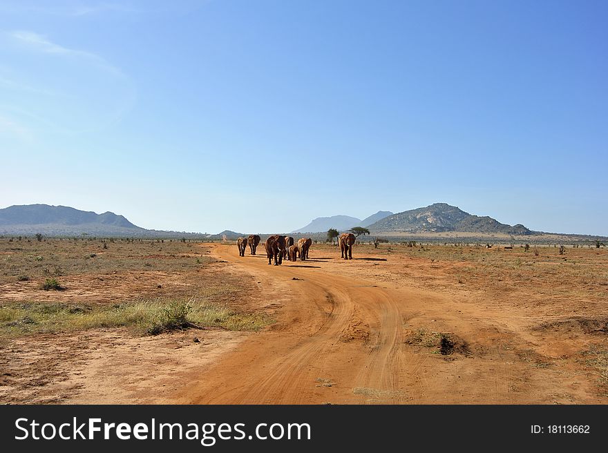 A herd of elephants on African soil. A herd of elephants on African soil