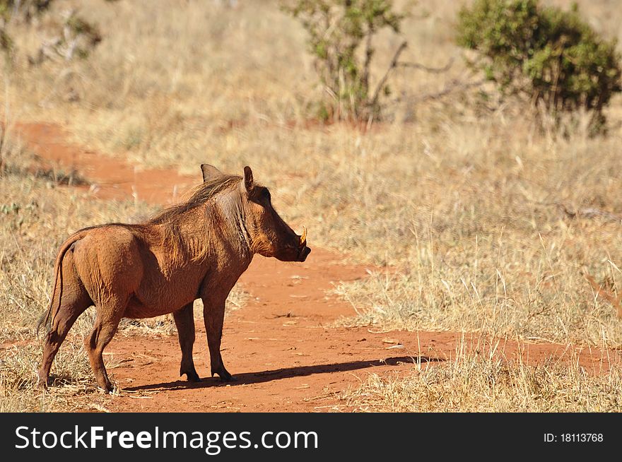 A warthog running around in africa. A warthog running around in africa