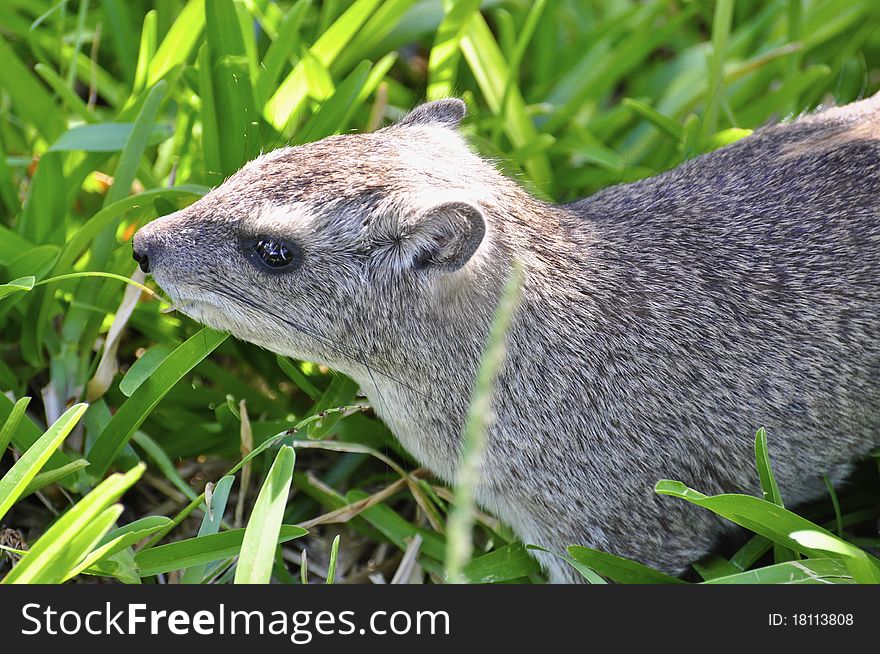 Marmot In Grass