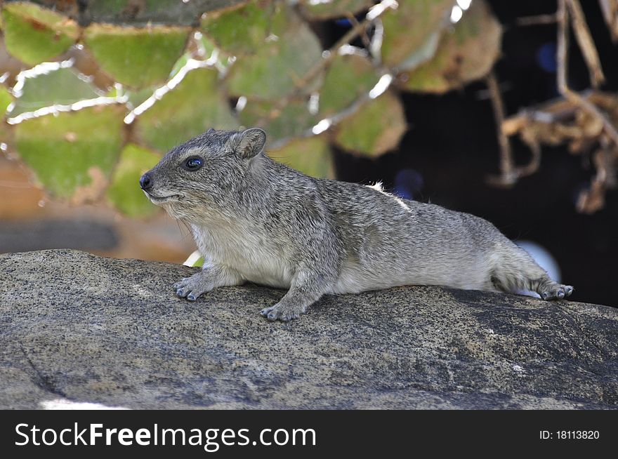 A marmot laying on a trunk