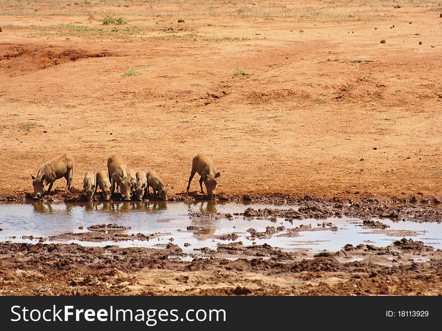 A warthog at a watersite in africa. A warthog at a watersite in africa