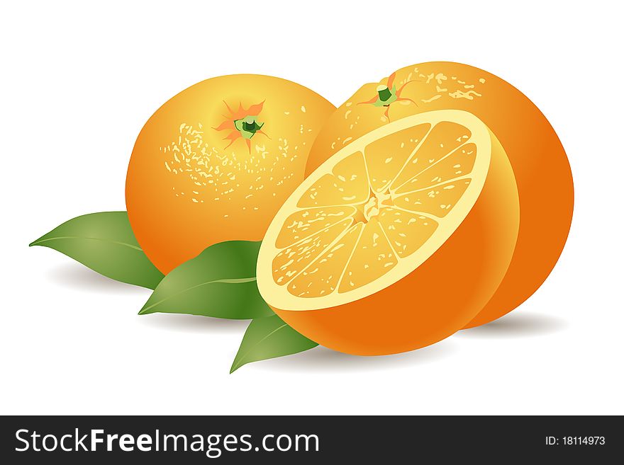 Vector yummy oranges on white background with green leaves