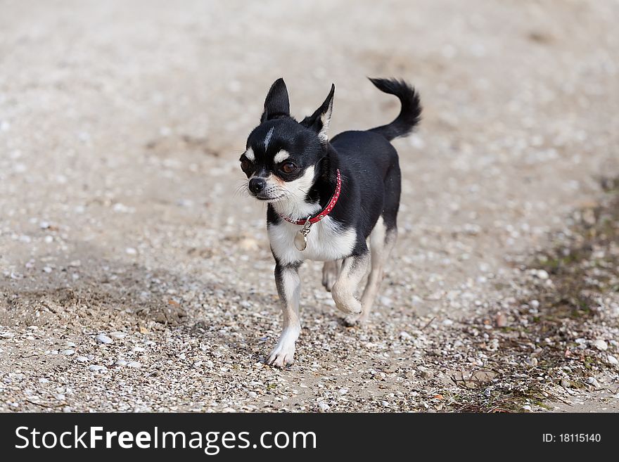 A tri-color chihuahua trotting along the beach.