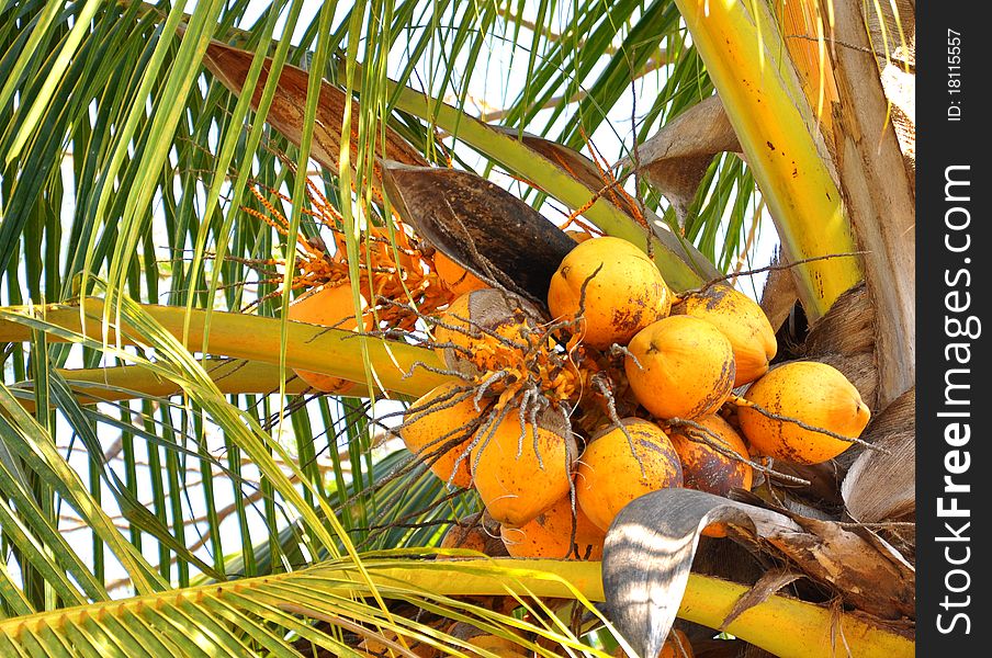 A bunch of coconuts ready to be plucked for sell. A bunch of coconuts ready to be plucked for sell.