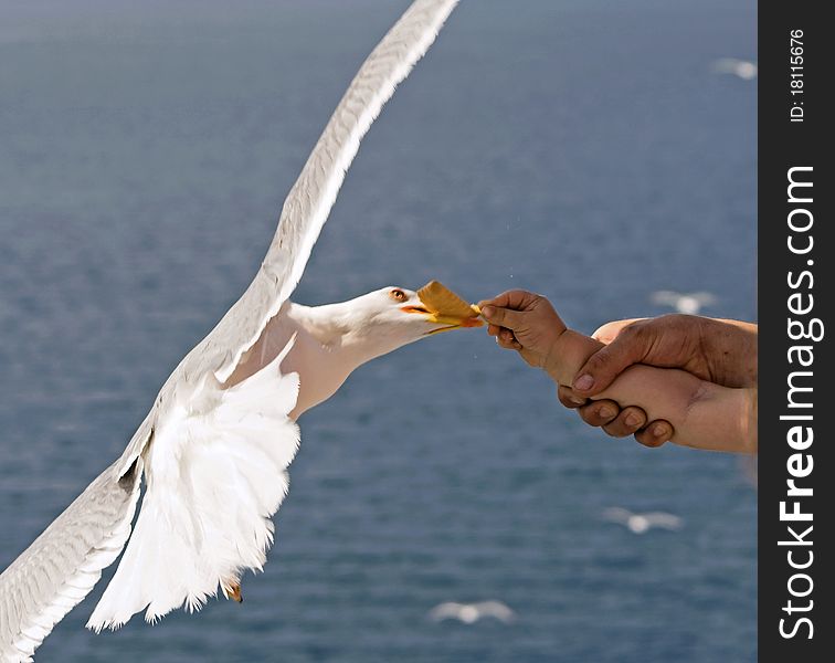 Child feeding gull