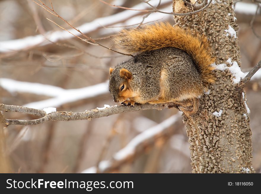 Fox squirrel, Sciurus niger, falling asleep on a tree branch during the winter