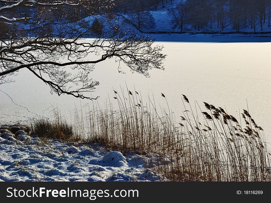 Winter scene of branches and reeds