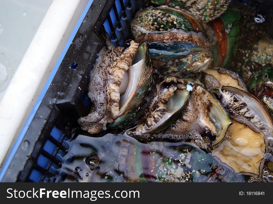 Fresh abalone, captured from the sea, is sold in the market.