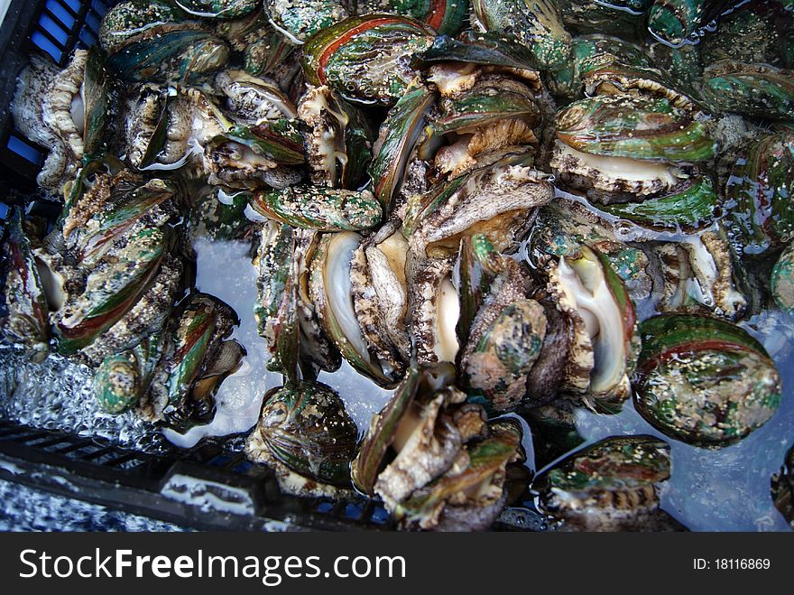 Fresh abalone, captured from the sea, is sold in the market.