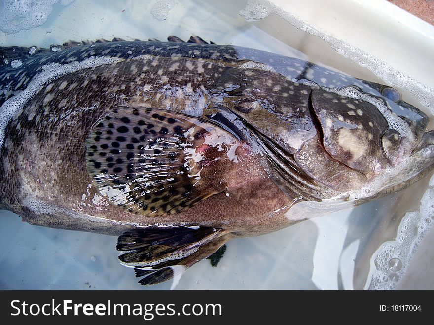 Fresh grouper, a large, mounted in the basin, waiting for sale.