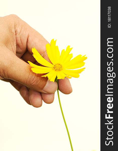 A hand plucking a yellow flower with white background. A hand plucking a yellow flower with white background