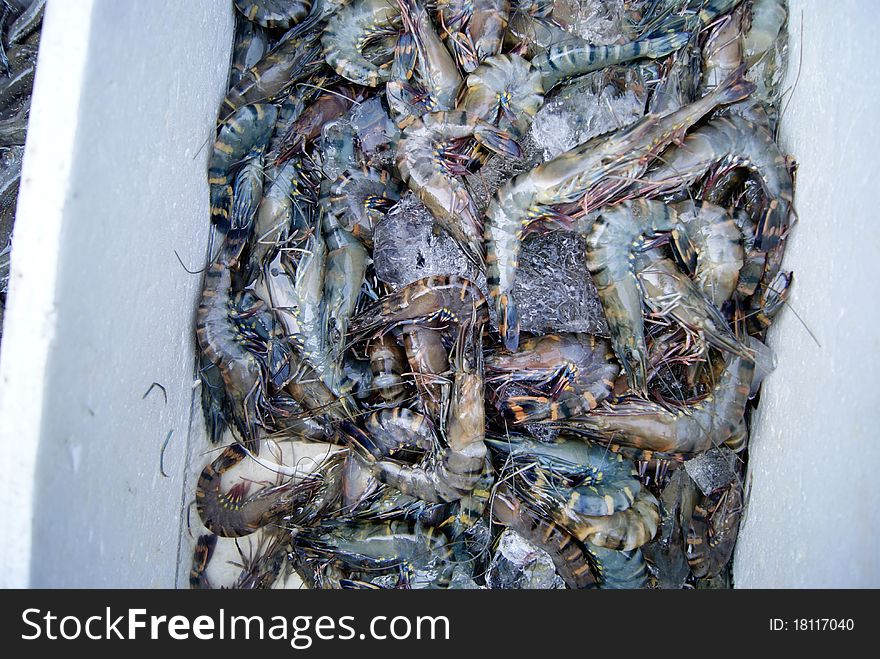 Sea shrimp, salvaged from the sea back, very fresh, and now lying in the market, waiting to buy.