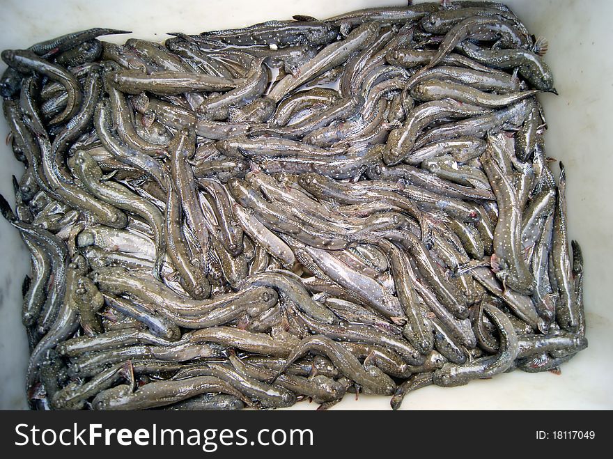 Marine fish, marine fish from the sea salvage back, very fresh; now lying in the market, waiting for people to purchase. Fish, is that people particularly like to eat marine life.